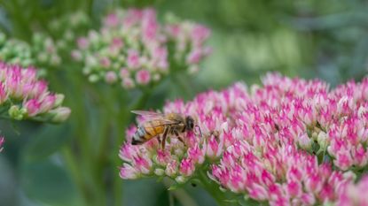 Sedum Autumn joy