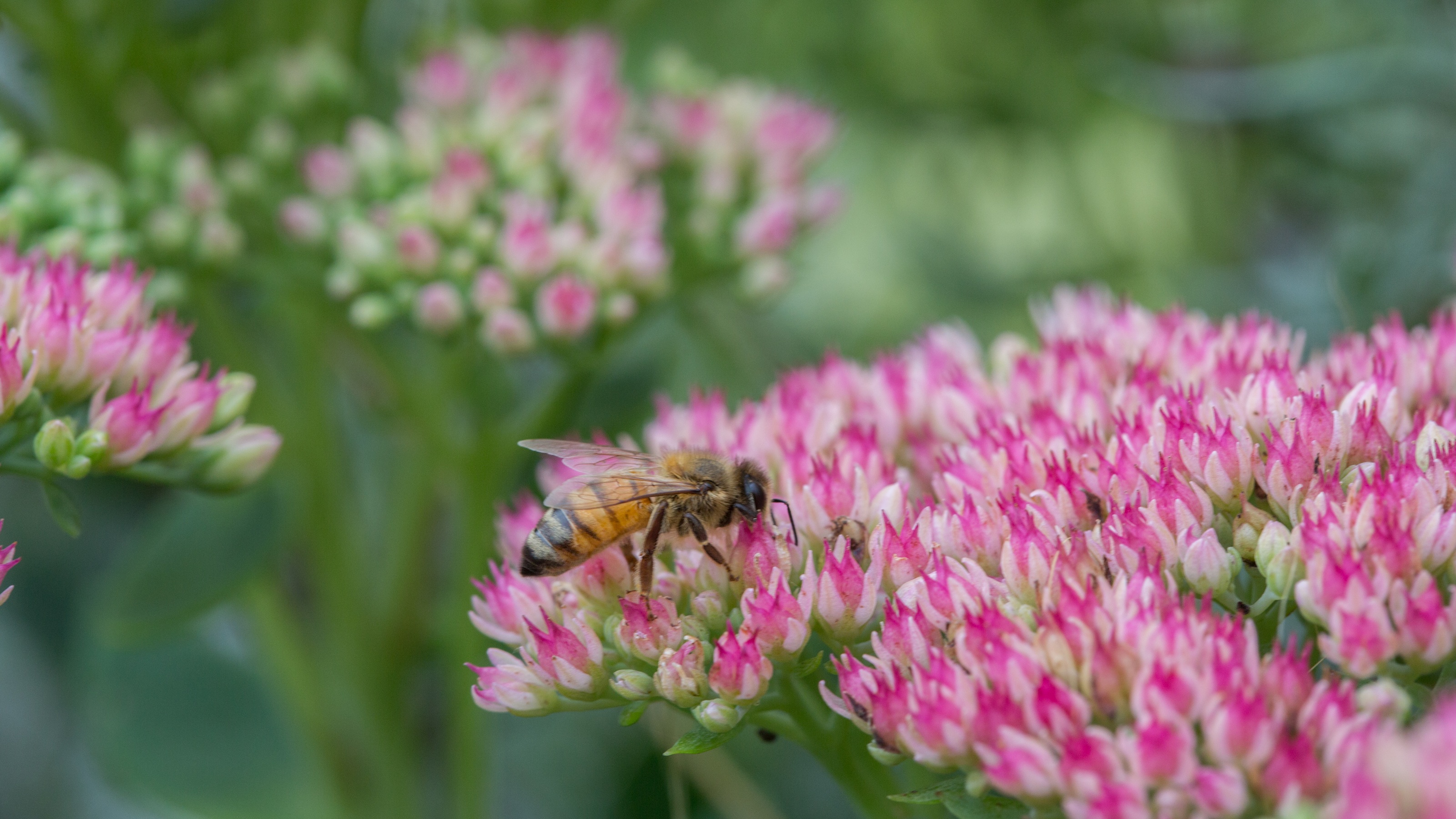 Sedum Autumn joy