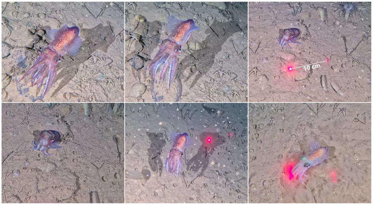 Arctic bobtail squid.