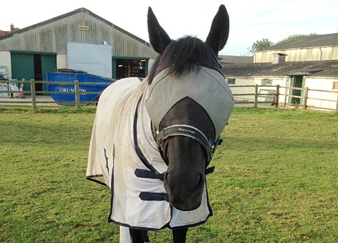 Chloe Vells horse in field