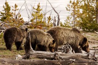 wilderness act, grizzly bears, protections