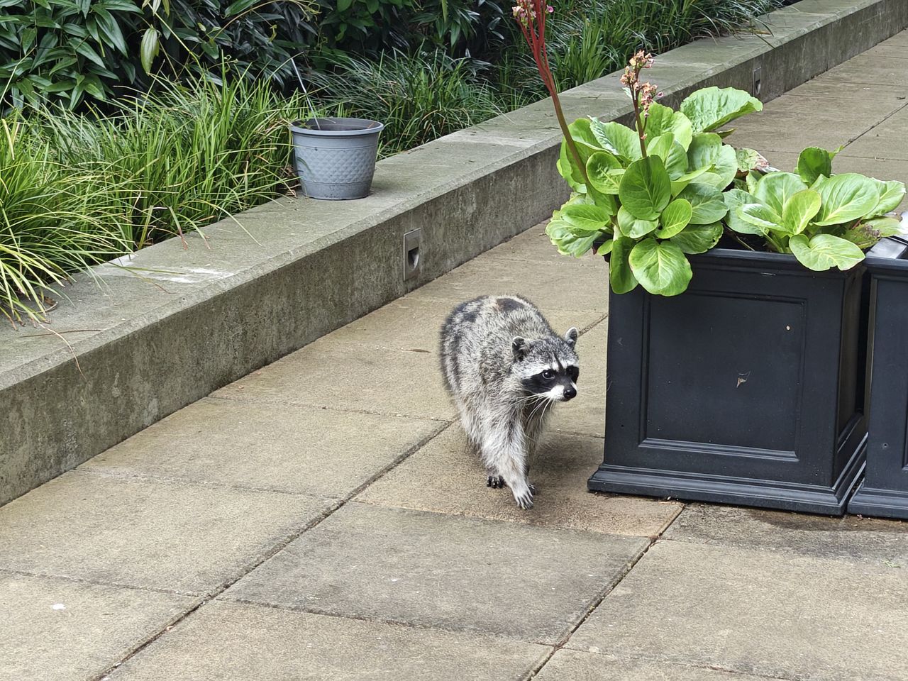 A raccoon outside