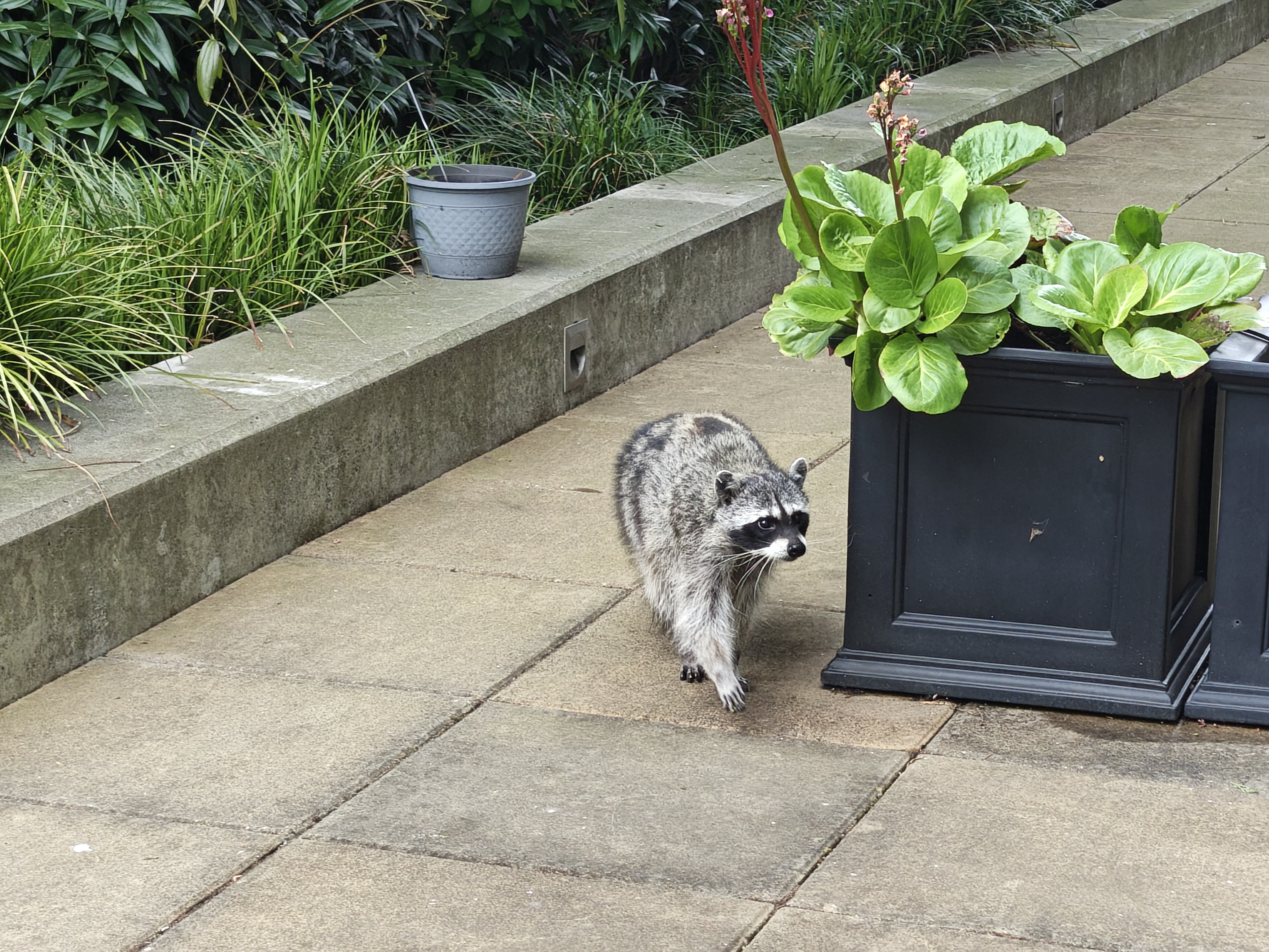 A raccoon outside