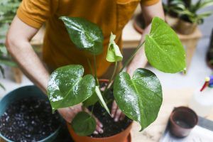 how to look after your plants