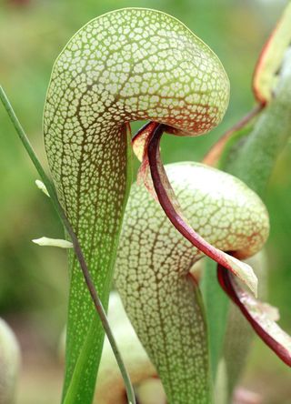 The mountains of California for fascinating cobra lilies