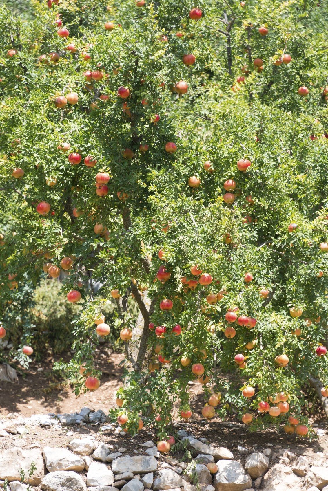 Large Pomegranate Tree Full Of Fruits