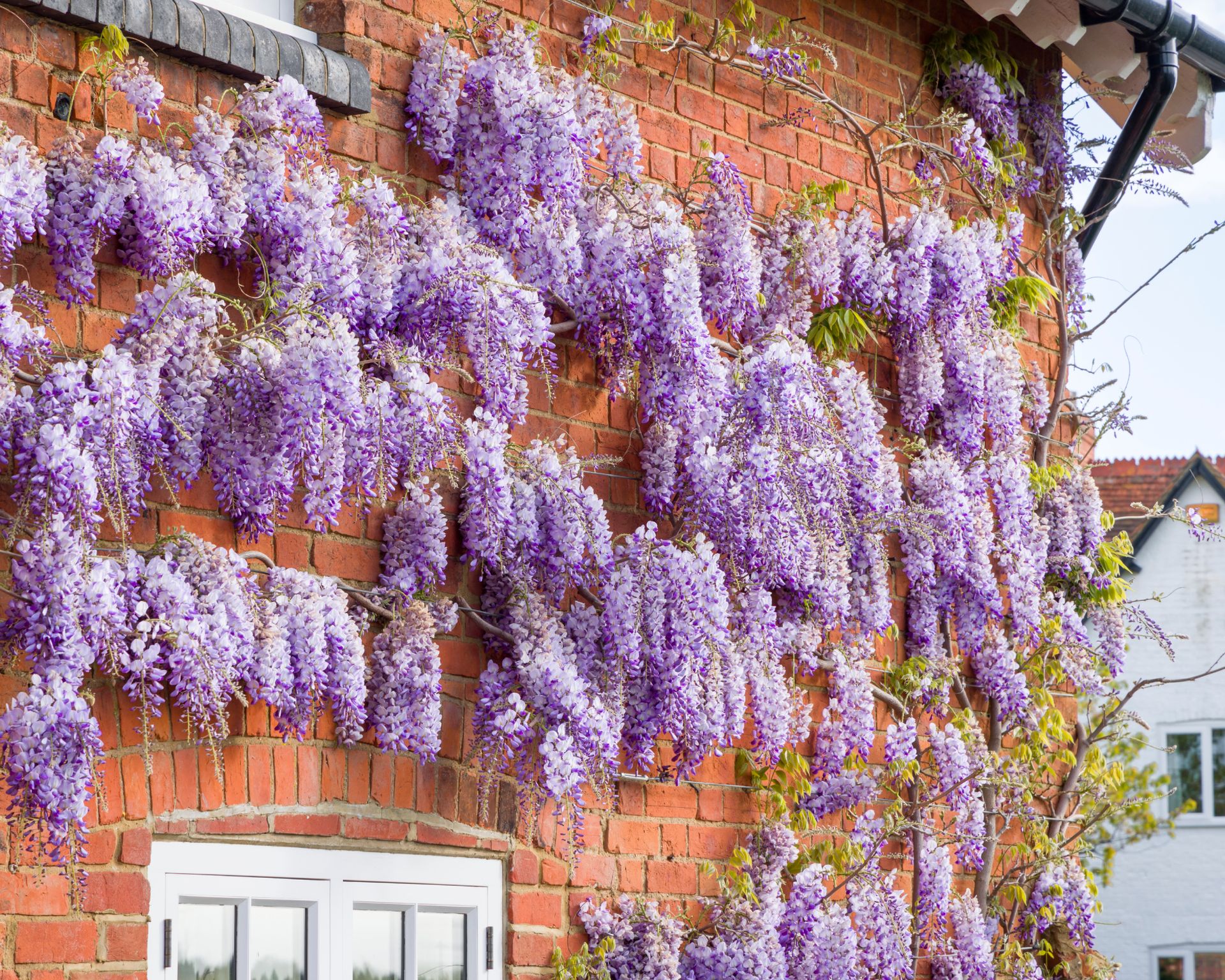 Wisteria plant with flowers or racemes growing on a house wall in spring, UK.