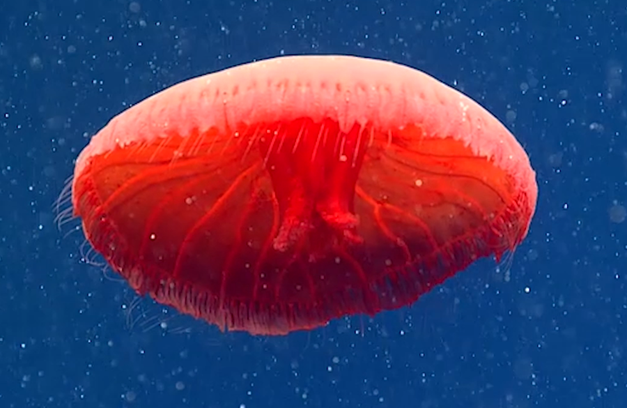 10 weird creatures found in the deep sea in 2021