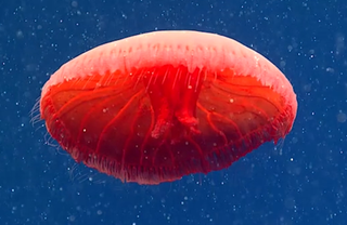 The mysteries red jelly may be a new species previously unknown to science, NOAA researchers say. 