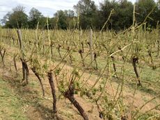 Bordeaux Entre Deux Mers hail damage