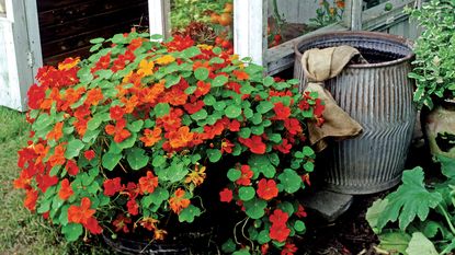 nasturtiums in a container