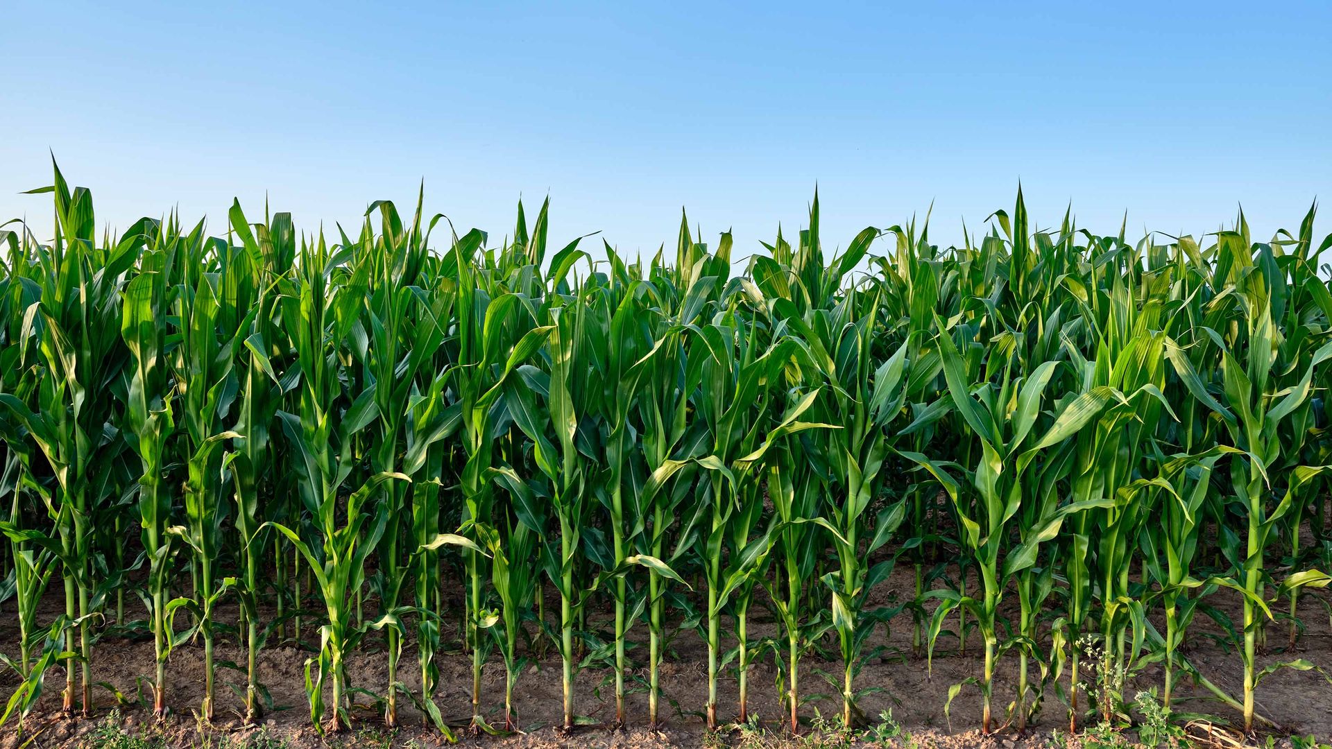 Invesco DB Agriculture Fund