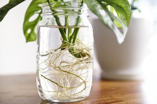 Monstera roots being propagated in water