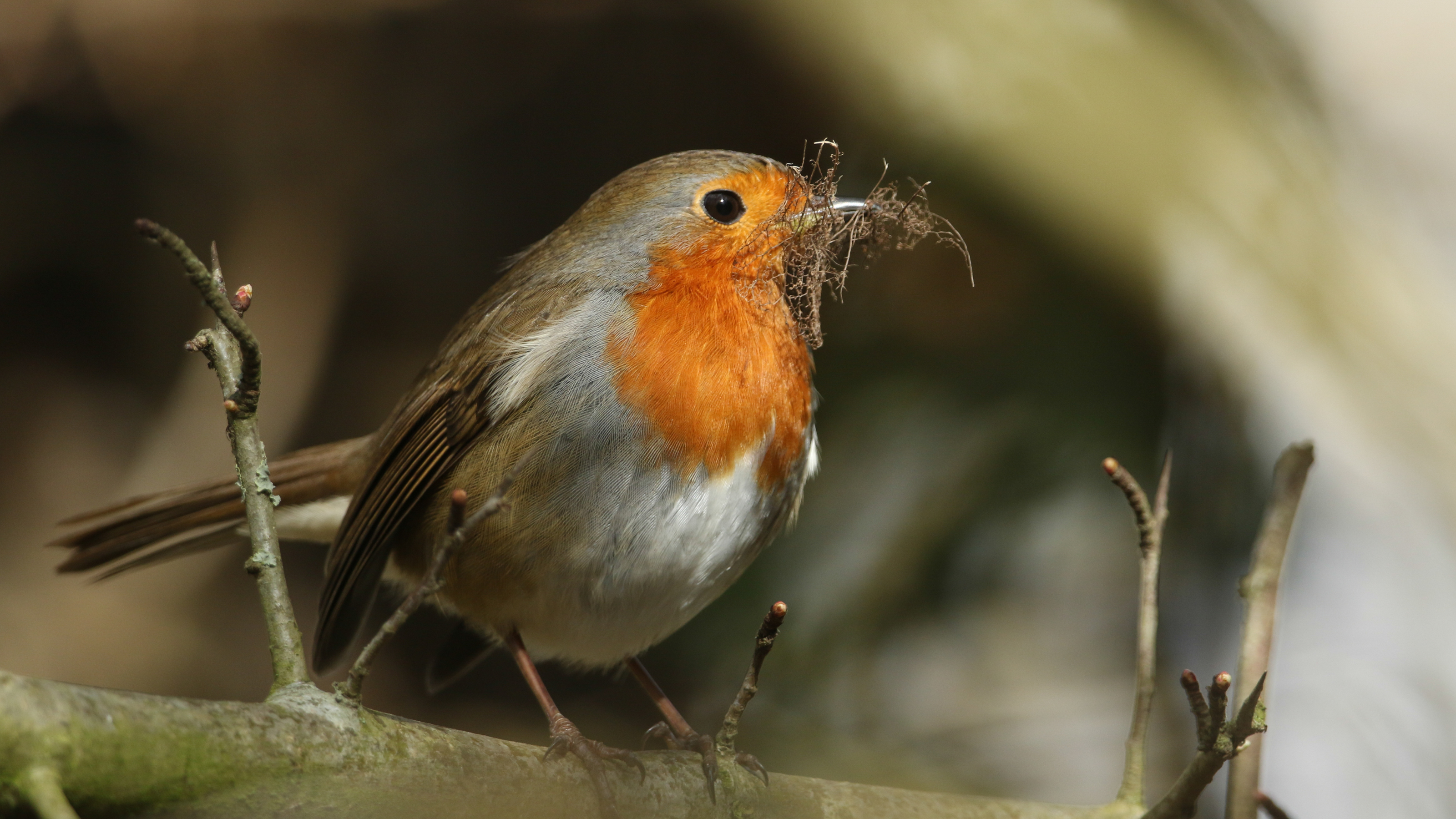Robin holding nesting materials in its beak