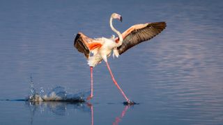 Flamingo, Lake Magadi, Serengeti, Tanzania