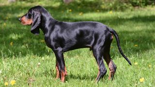 Black and tan coonhound in the woods