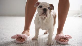 Dog stood between woman's legs