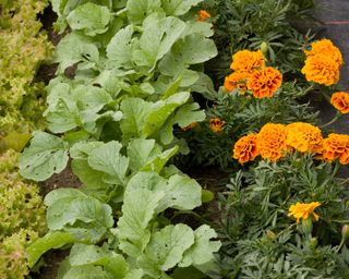 turnips growing with Lolla Rossa lettuce and French marigolds in companion planting scheme