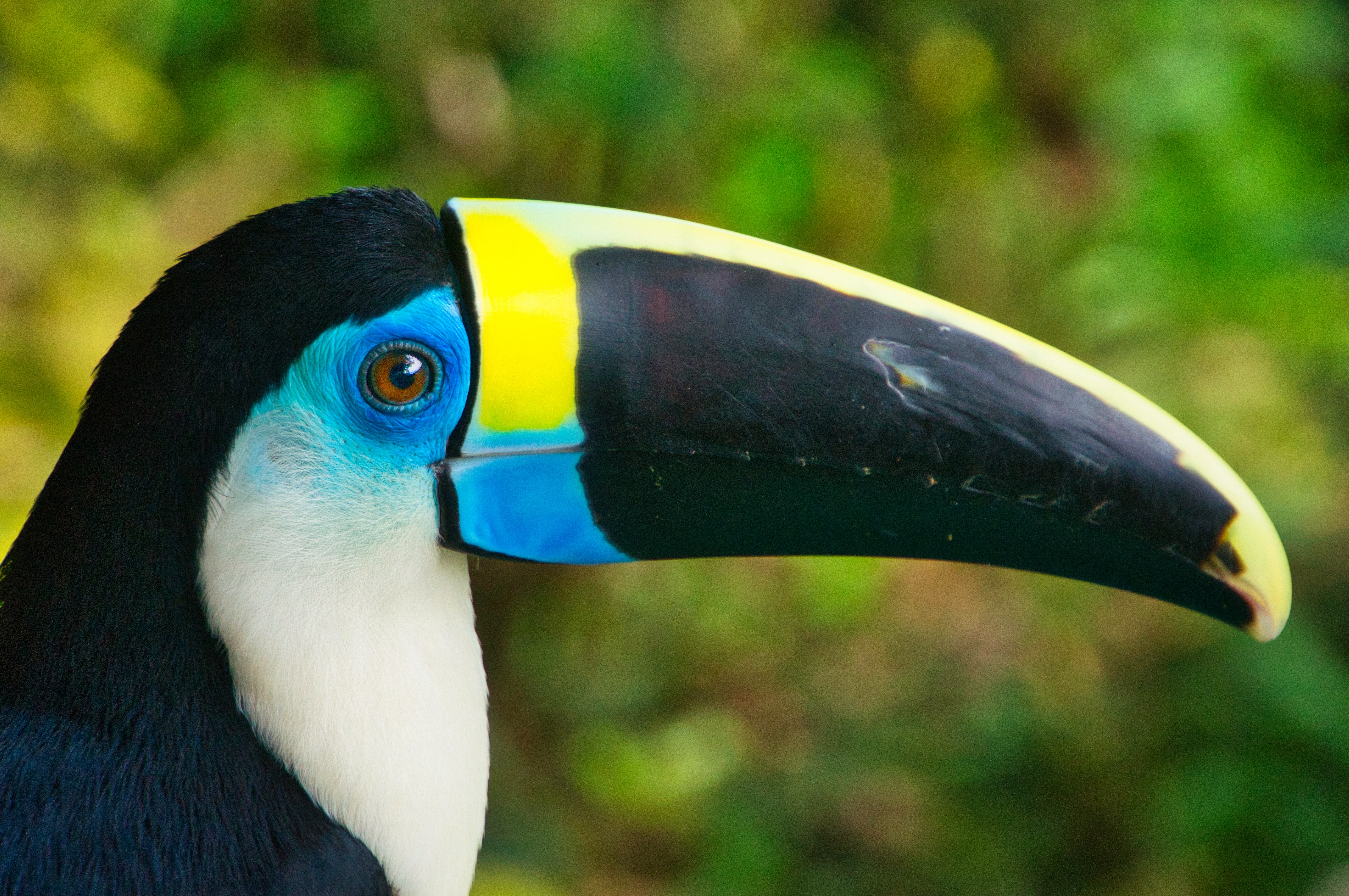 A hornbill in Manu National Park