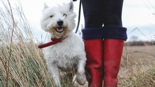 Low angle view of a happy dog walking with owner in red wellies