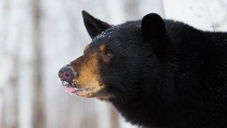 Black bear tasting snow