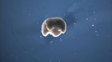 A manufactured quadruped measuring 650 to 750 microns in diameter &mdash; just a little smaller than the head of a pin &mdash; was built from amphibian stem cells.