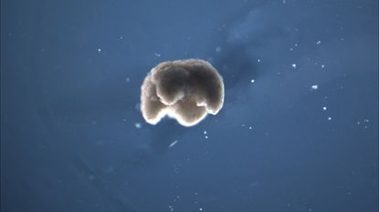 A manufactured quadruped measuring 650 to 750 microns in diameter &mdash; just a little smaller than the head of a pin &mdash; was built from amphibian stem cells.