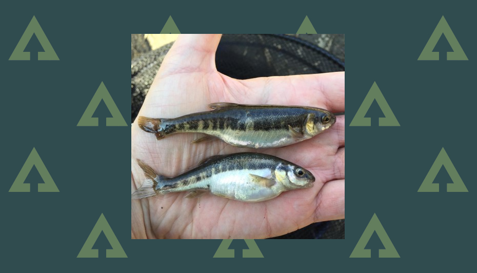 Mighty brace of minnows includes 12.8 gr catch