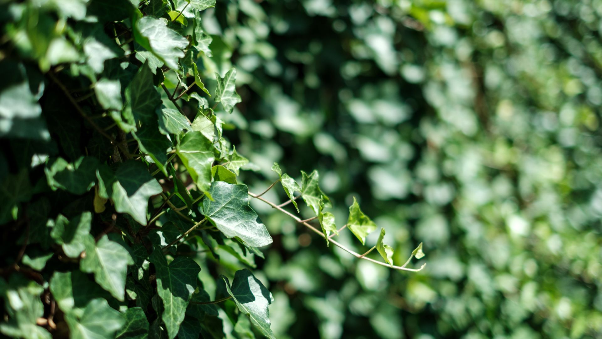 picture of ivy growing on wall
