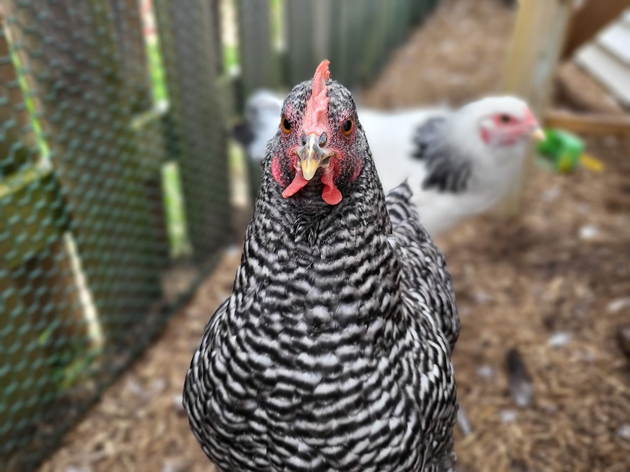 Samsung Galaxy Z Flip 3 camera samples