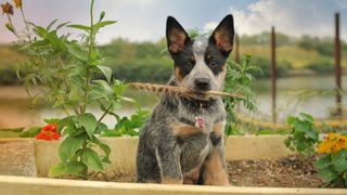 Australian Cattle Dog - one of the healthiest dog breeds