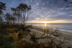 Collapsing cliffs and dead trees on beach, Covehithe