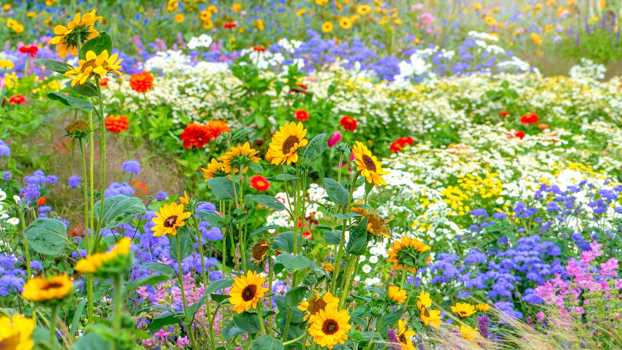 Beautiful, colourful flowers in an English cottage summer garden with sunflowers, Zinnia and grasses in soft sunshine