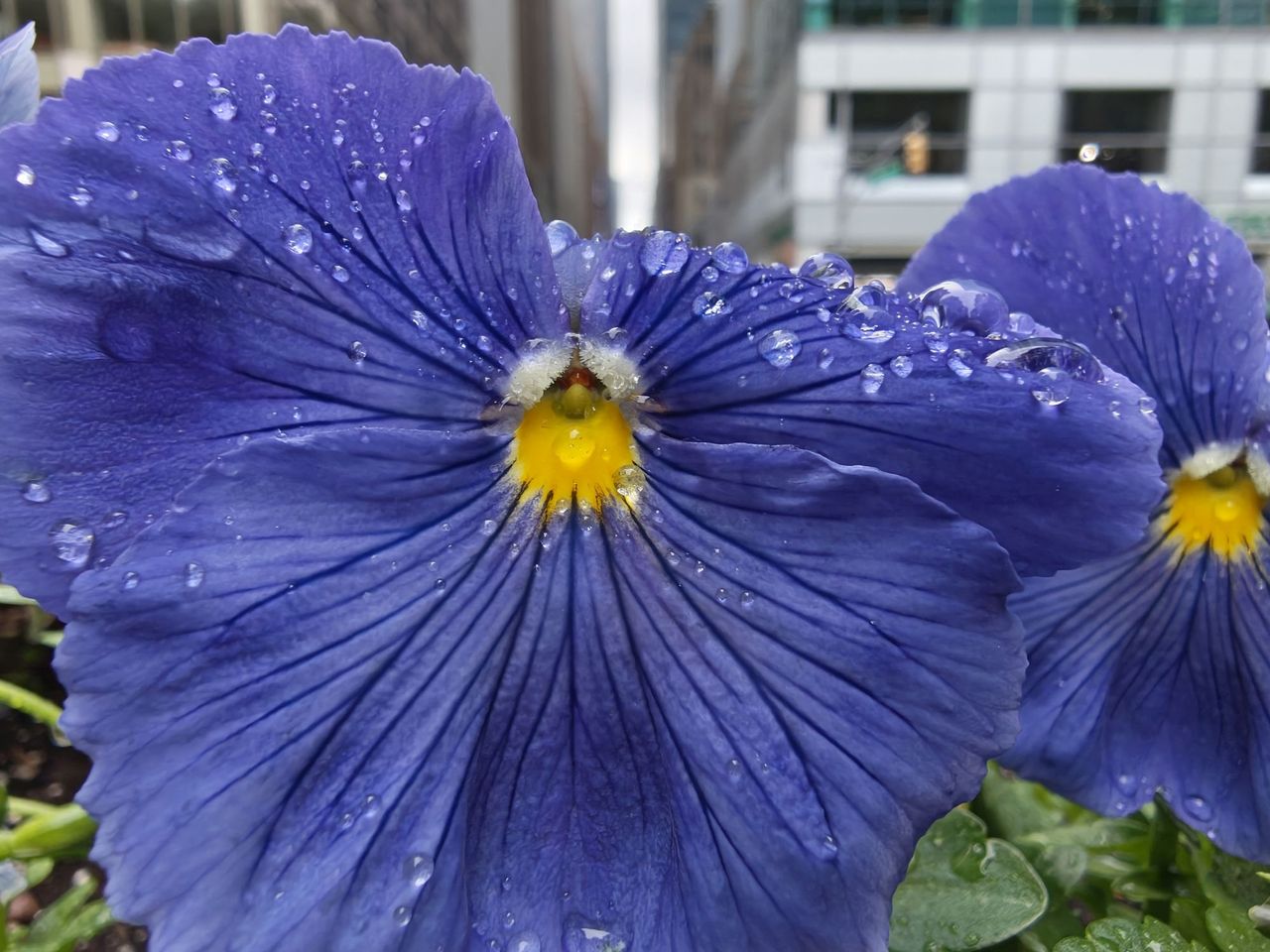 Motorola Razr Ultra 2025 macro sample.