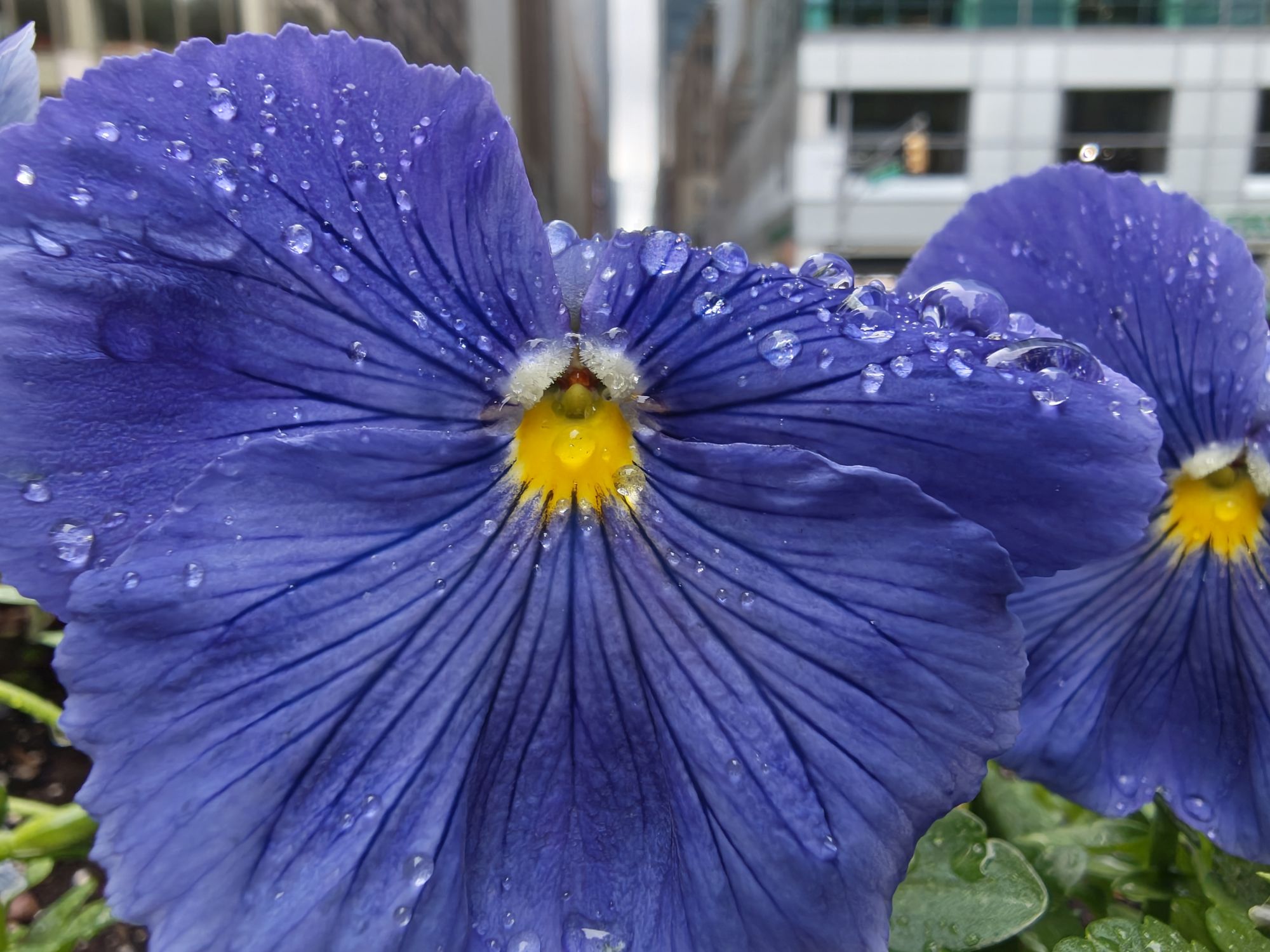 Motorola Razr Ultra 2025 macro sample.