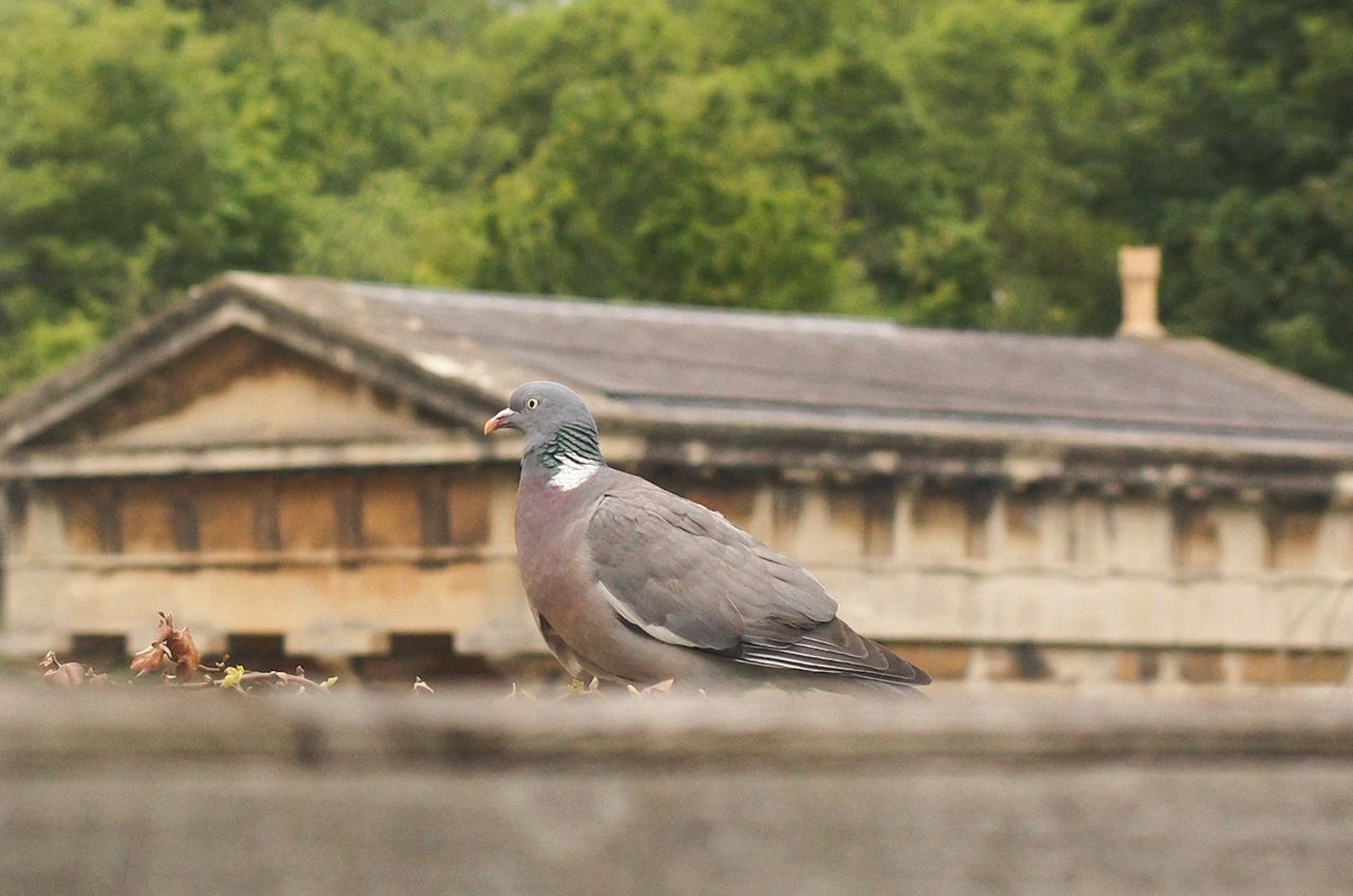 A photo of a pigeon taken on a Leica M11-D rangefinder camera
