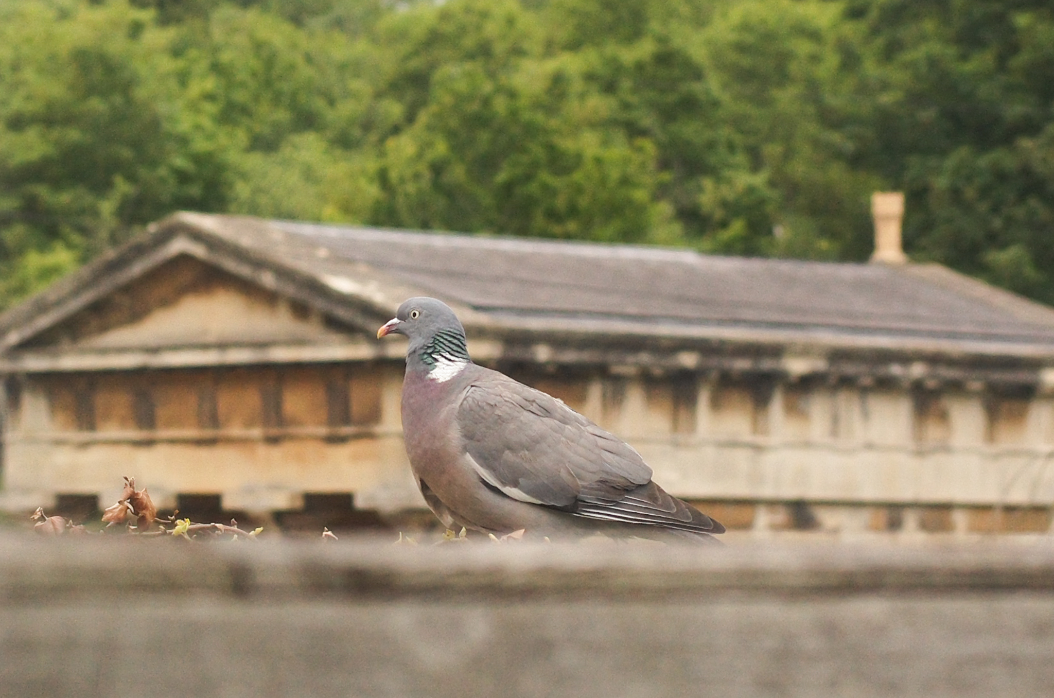 A photo of a pigeon taken on a Leica M11-D rangefinder camera