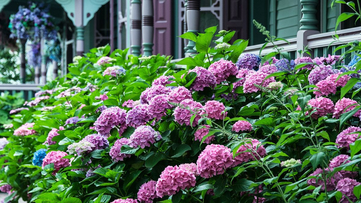 Which Hydrangeas Grow Best in Shade? 6 Varieties That Thrive in Yards With Less Sunlight