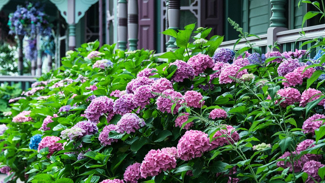 pink hydrangeas in front yard