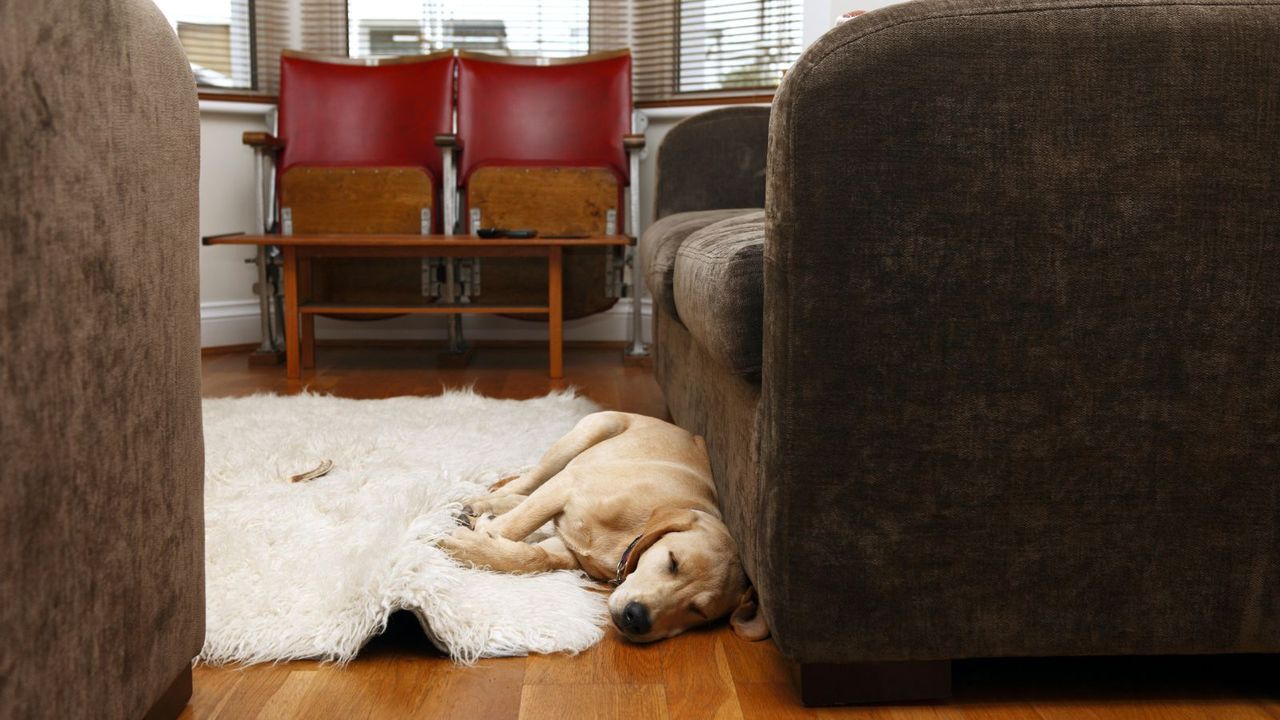 Light brown dog laying on fluffy white rug, next to dark brown sofa in living room.