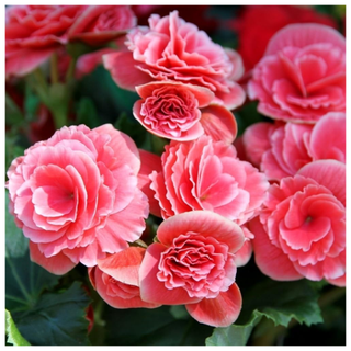 'Strawberry Ripple' Begonia Bulbs from Amazon