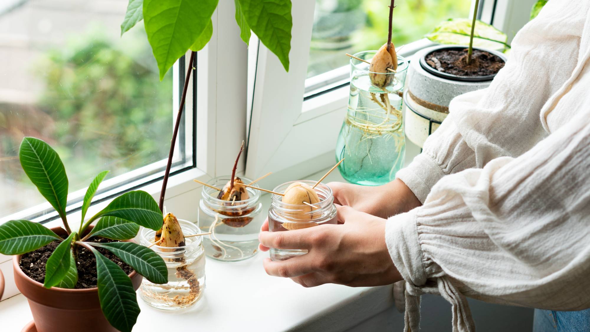 Gardener showing how to grow avocado seed on windowsill