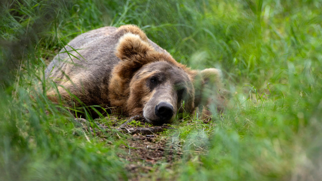 A brown bear given the name "Pepper" rests after gorging on salmon on August 12, 2023 near Brooks Falls, Alaska.
