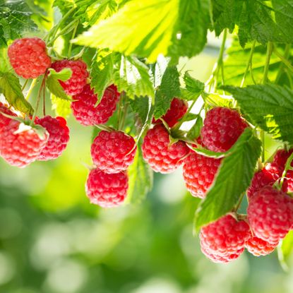 red raspberry fruits and green leaves growing on raspberry plants in sunshine