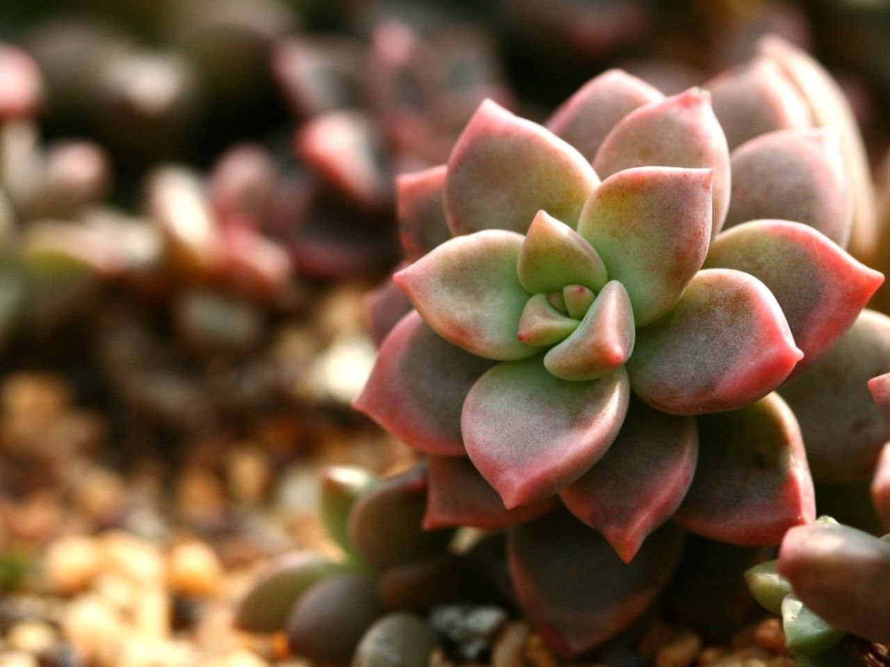 Hybrid Succulent Chroma Echeveria Plants