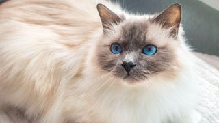 Birman cat with blue eyes