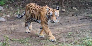 A tiger shot using the Samsung Galaxy S21 Ultra 5G