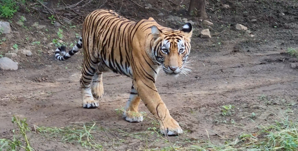 A tiger shot using the Samsung Galaxy S21 Ultra 5G