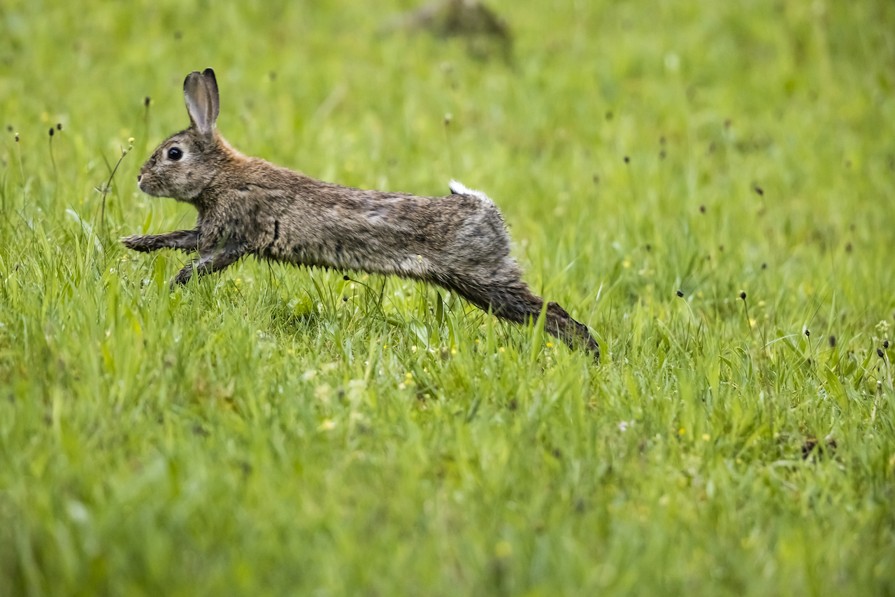 Rabbit running