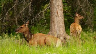 Cow elk and her calf under tree
